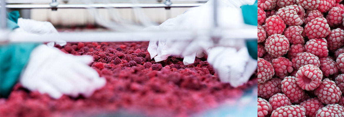 Instalaciones de Agrocongelados la Cuerva — caso de éxito con Sage 200, EDI y SGA de ORS Consulting